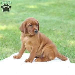 Denali, Fox Red Labrador Retriever Puppy